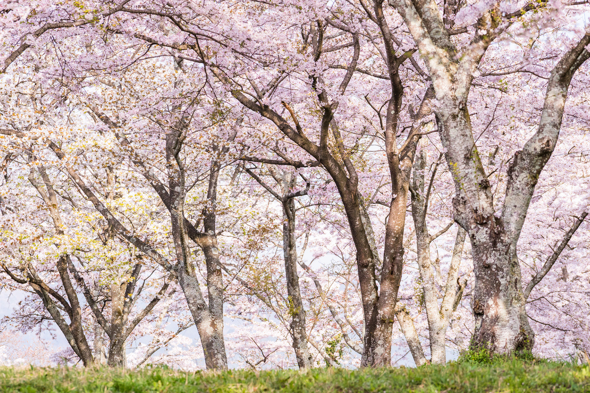 桜-満開