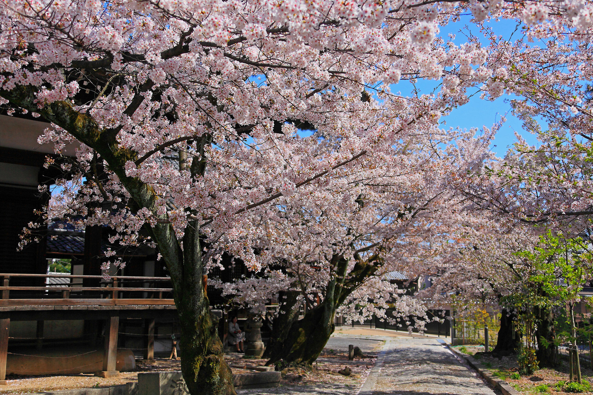 桜-穴場-イメージ