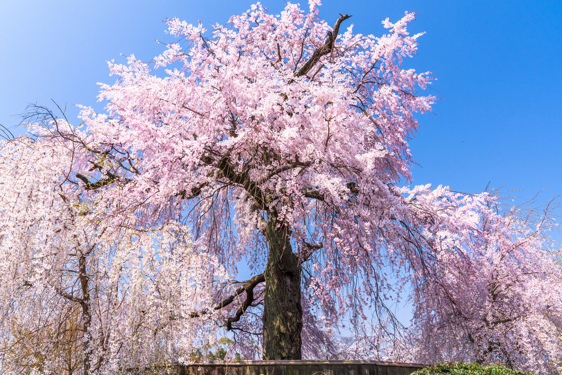 今年のお花見の場所はもう決まりましたか？京都の中でもおすすめのお花見スポットをご紹介