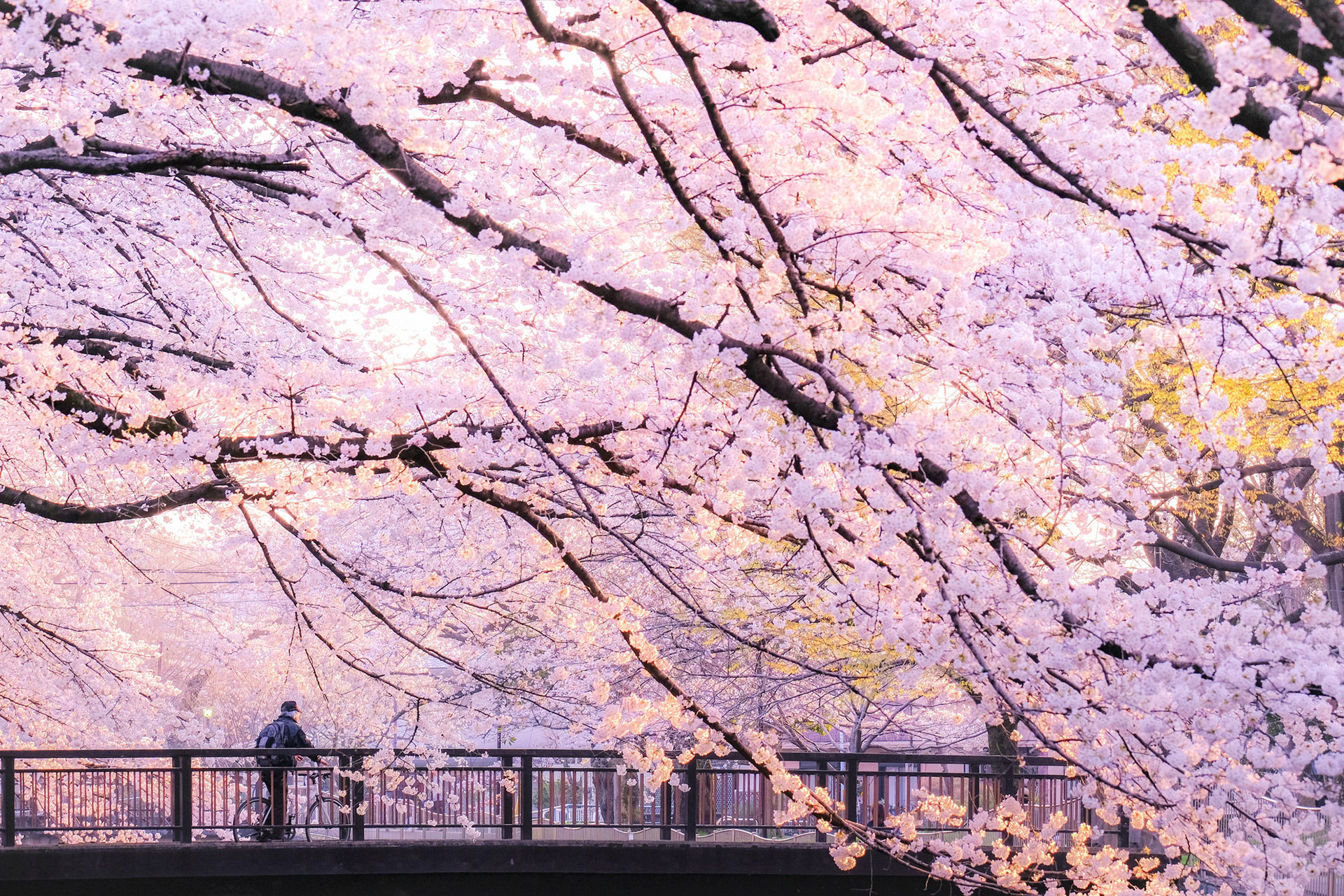 桜-花見