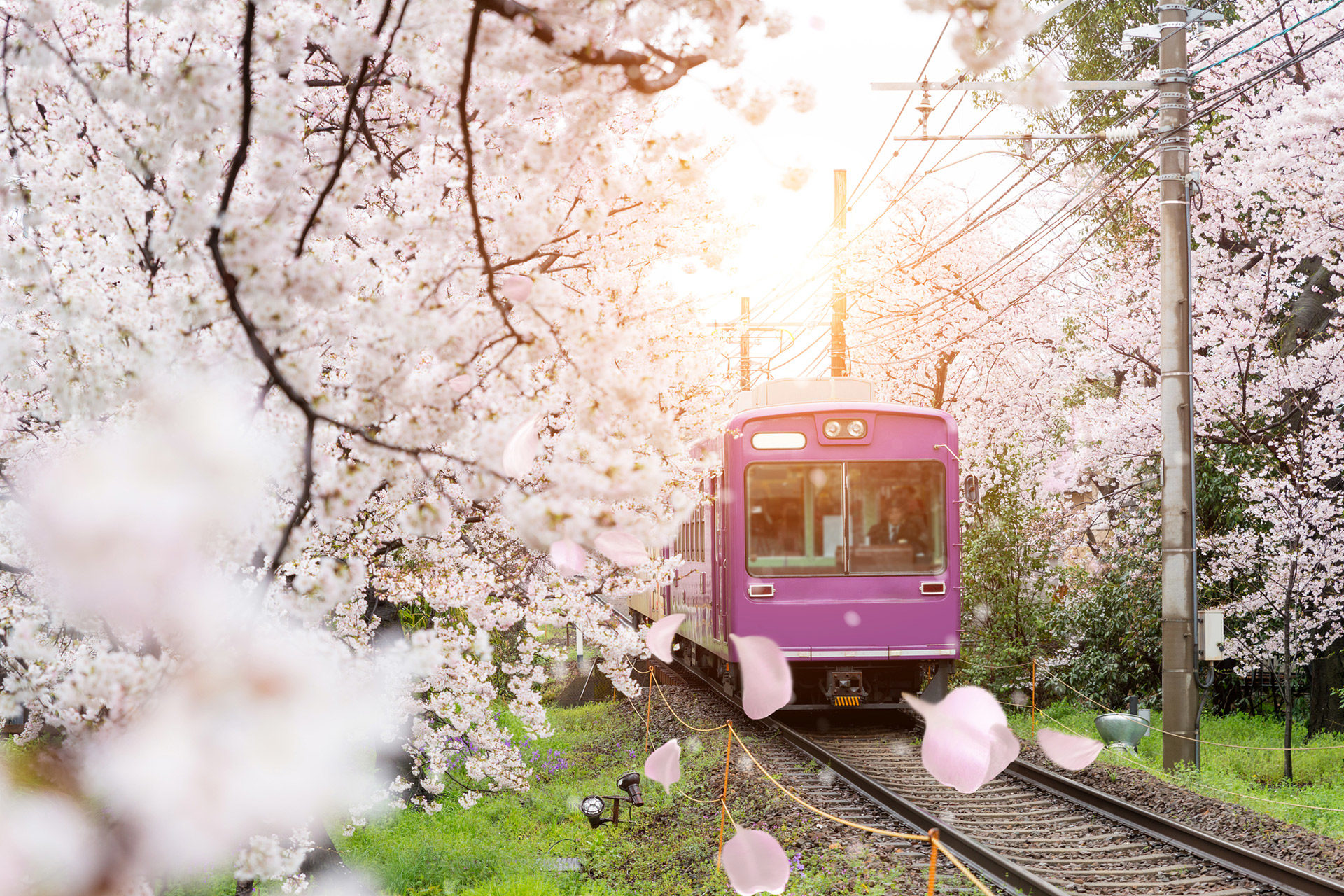 桜-路線-イメージ