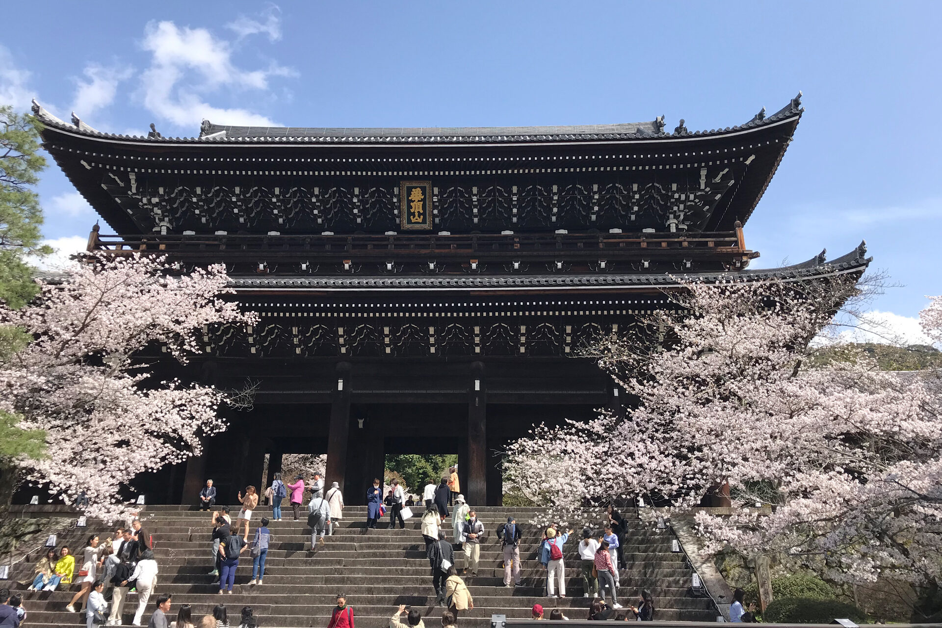 知恩院 山門 桜 京都