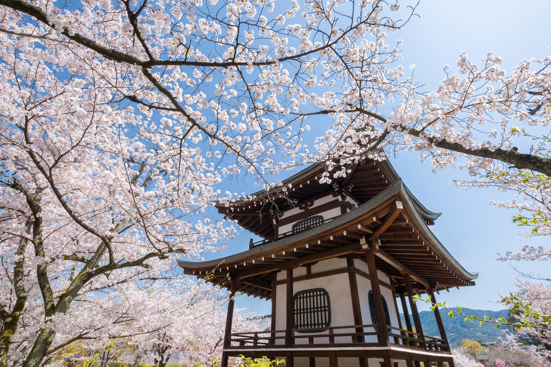 観修寺-桜