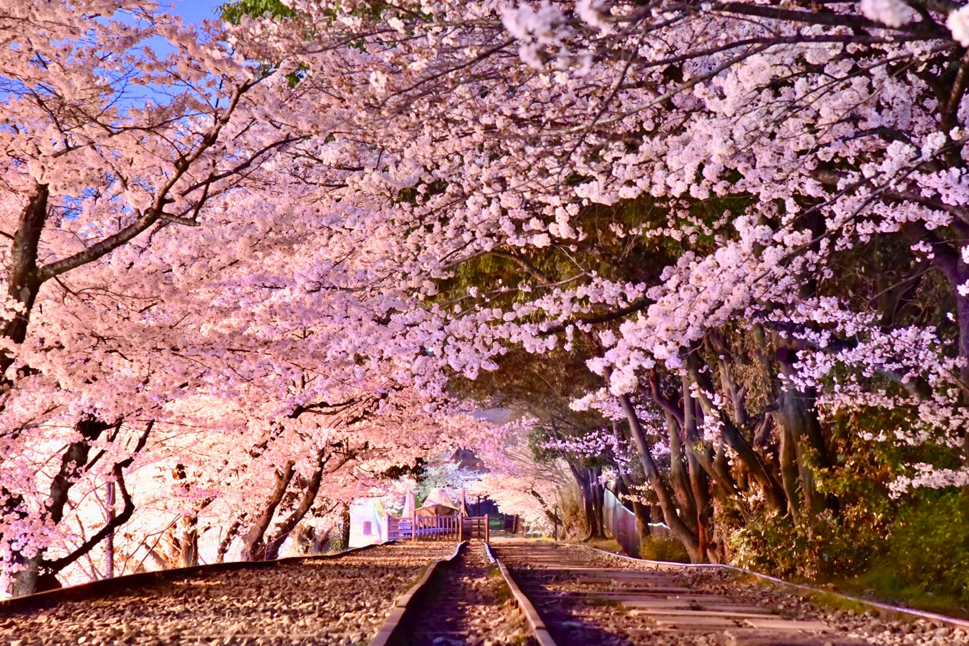 蹴上インクライン-桜のトンネル