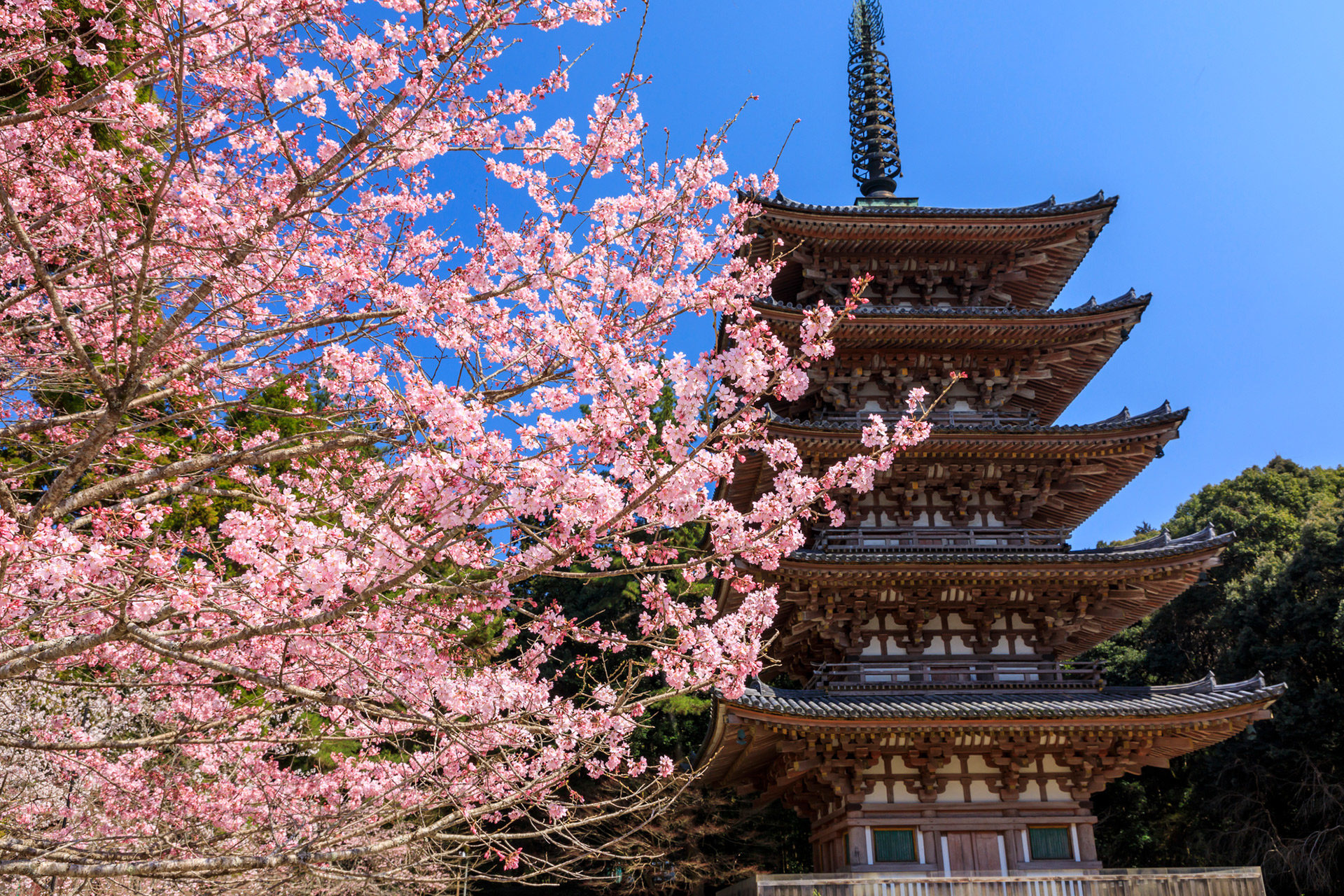 醍醐寺-桜