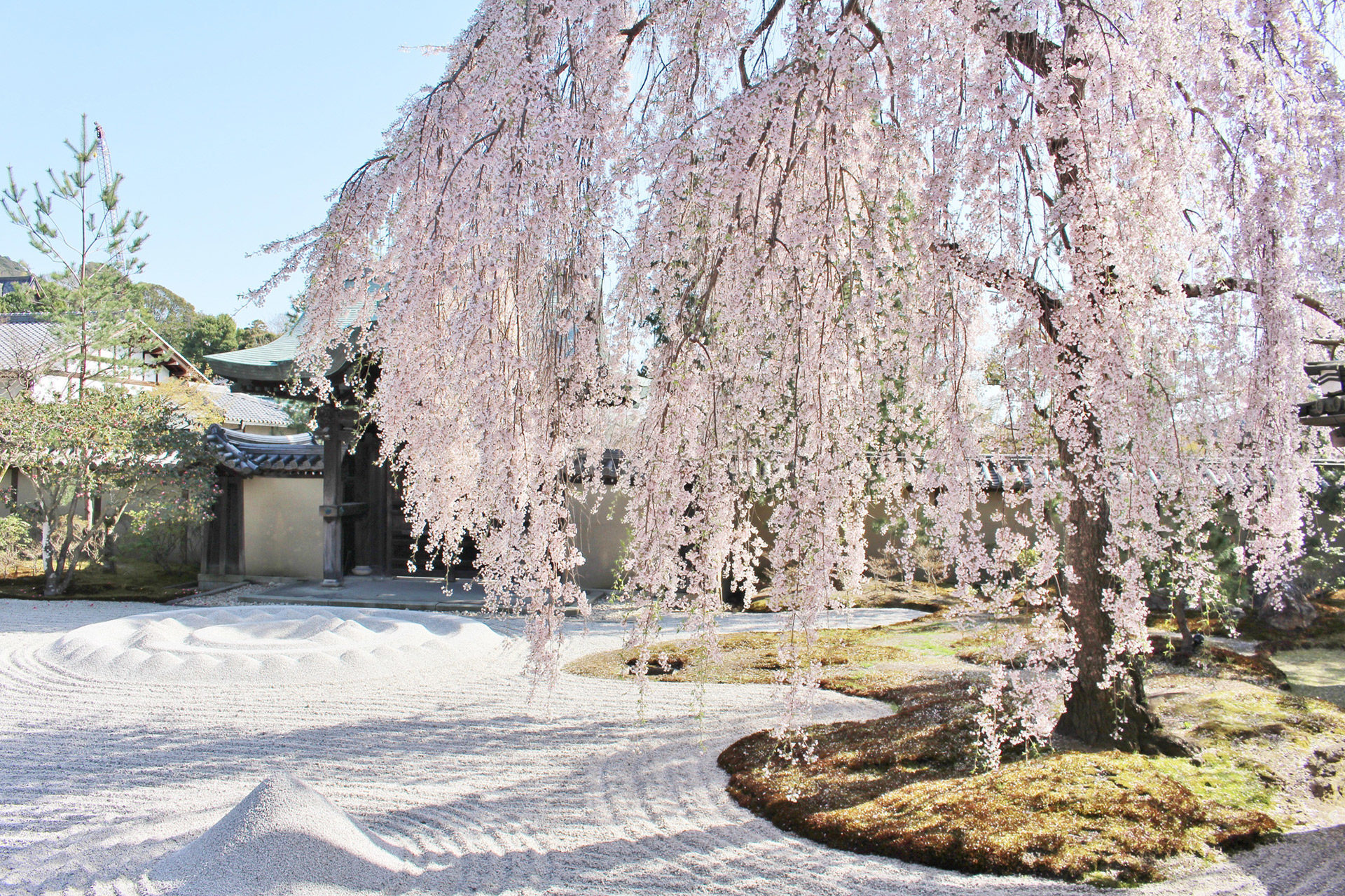 高台寺-桜
