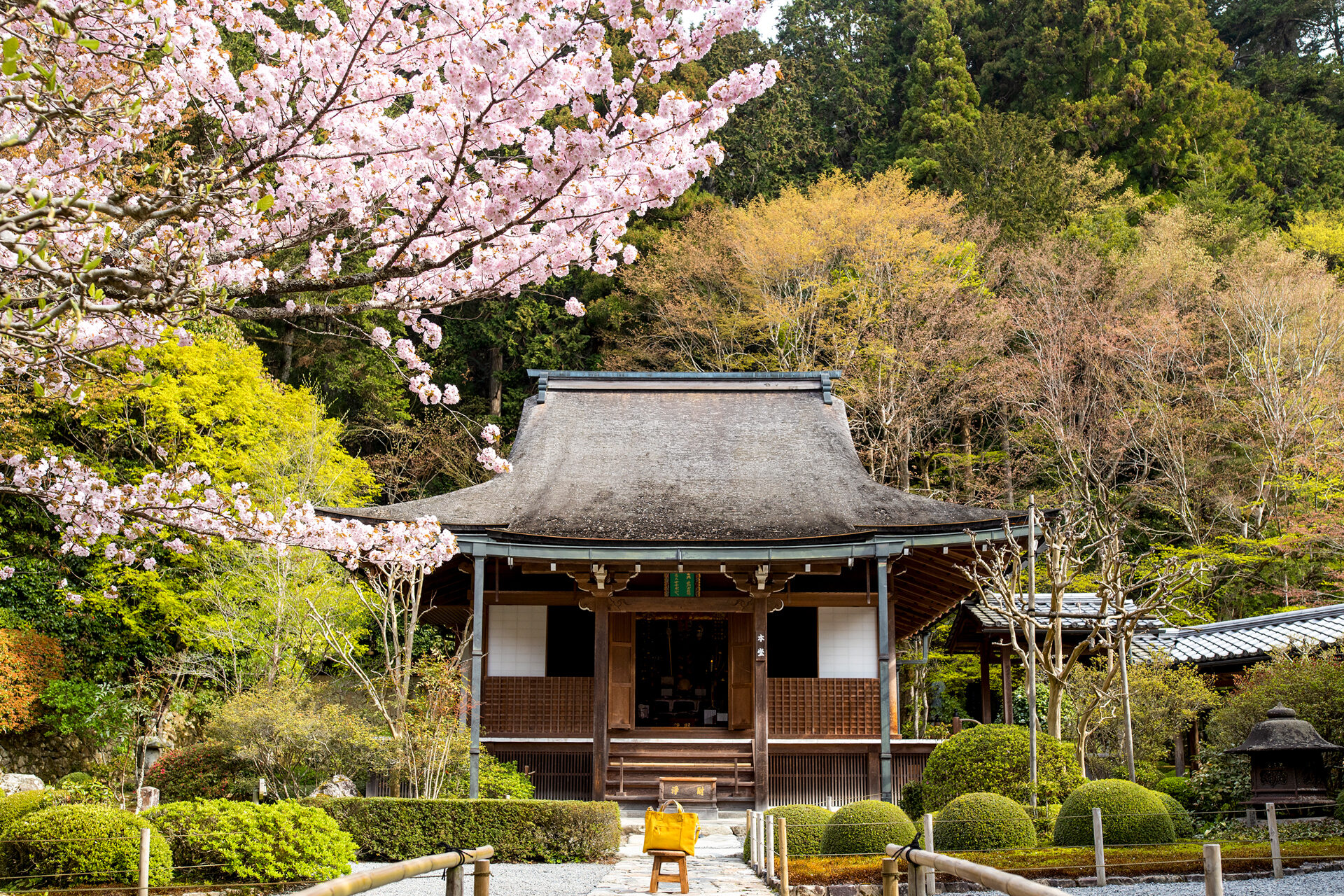 寂光院 京都 桜