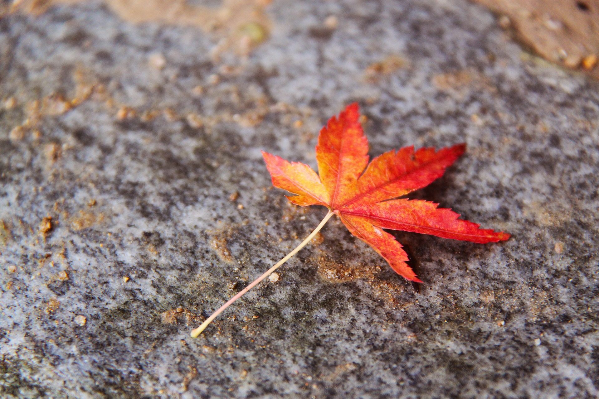 京都 紅葉