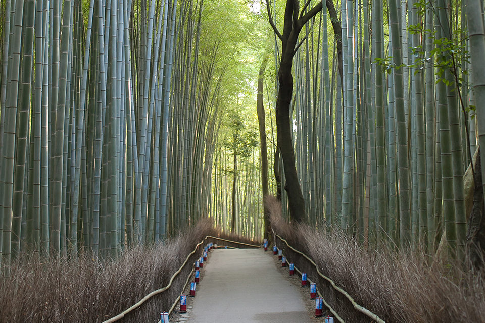 京都_嵐山_竹林の道