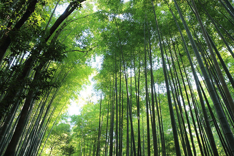 京都_嵐山_竹林の道