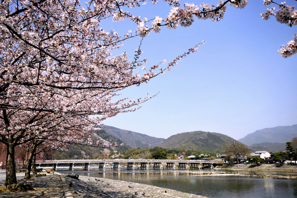 京都_渡月橋_桜
