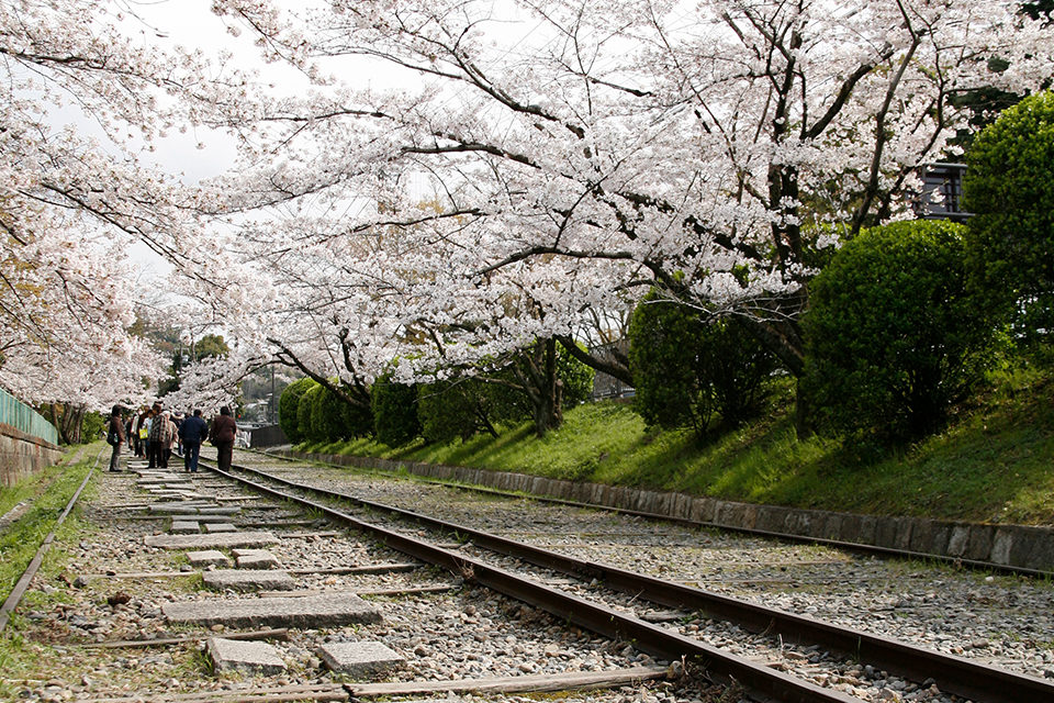 京都_蹴上インクライン_桜