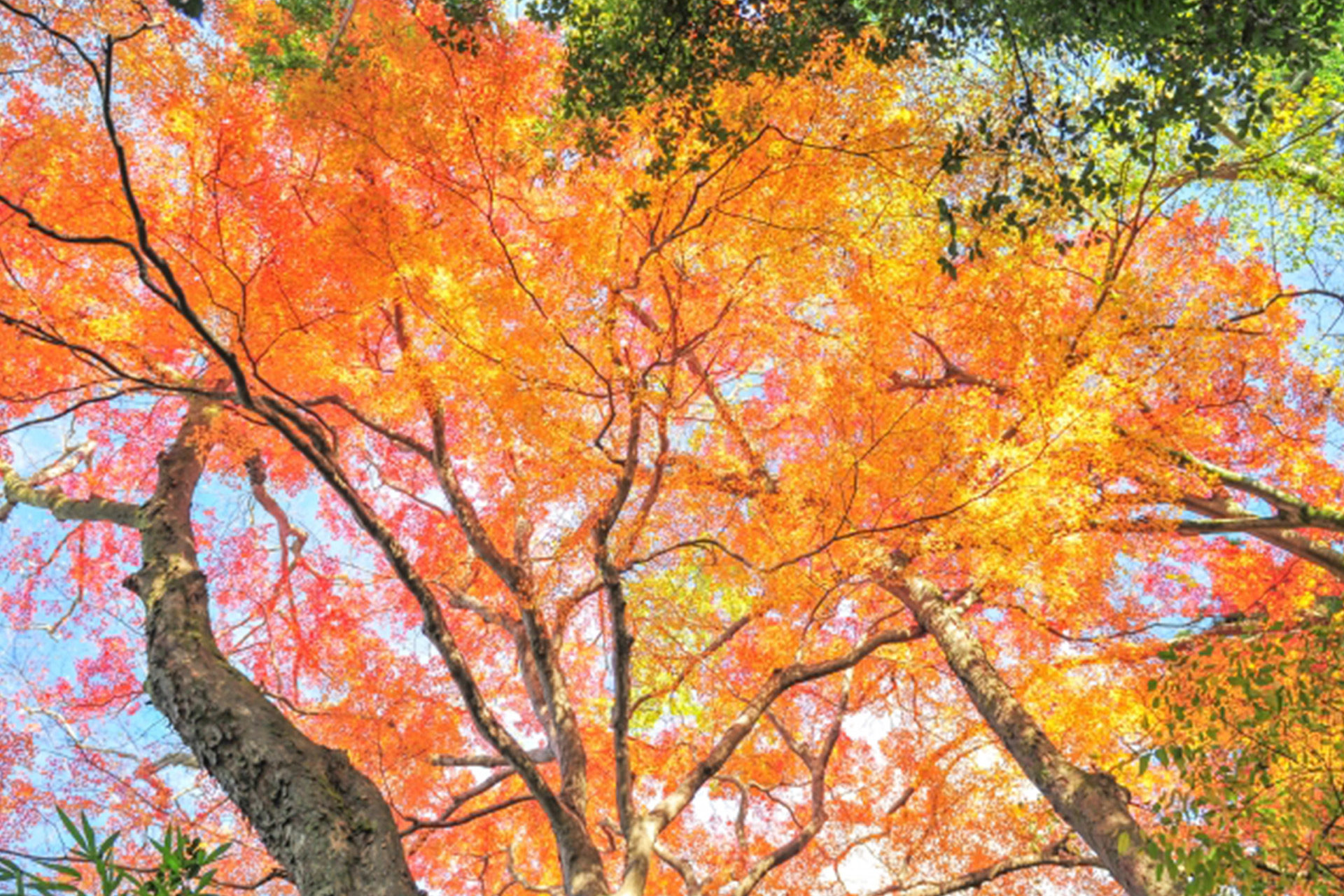 京都の哲学の道紅葉