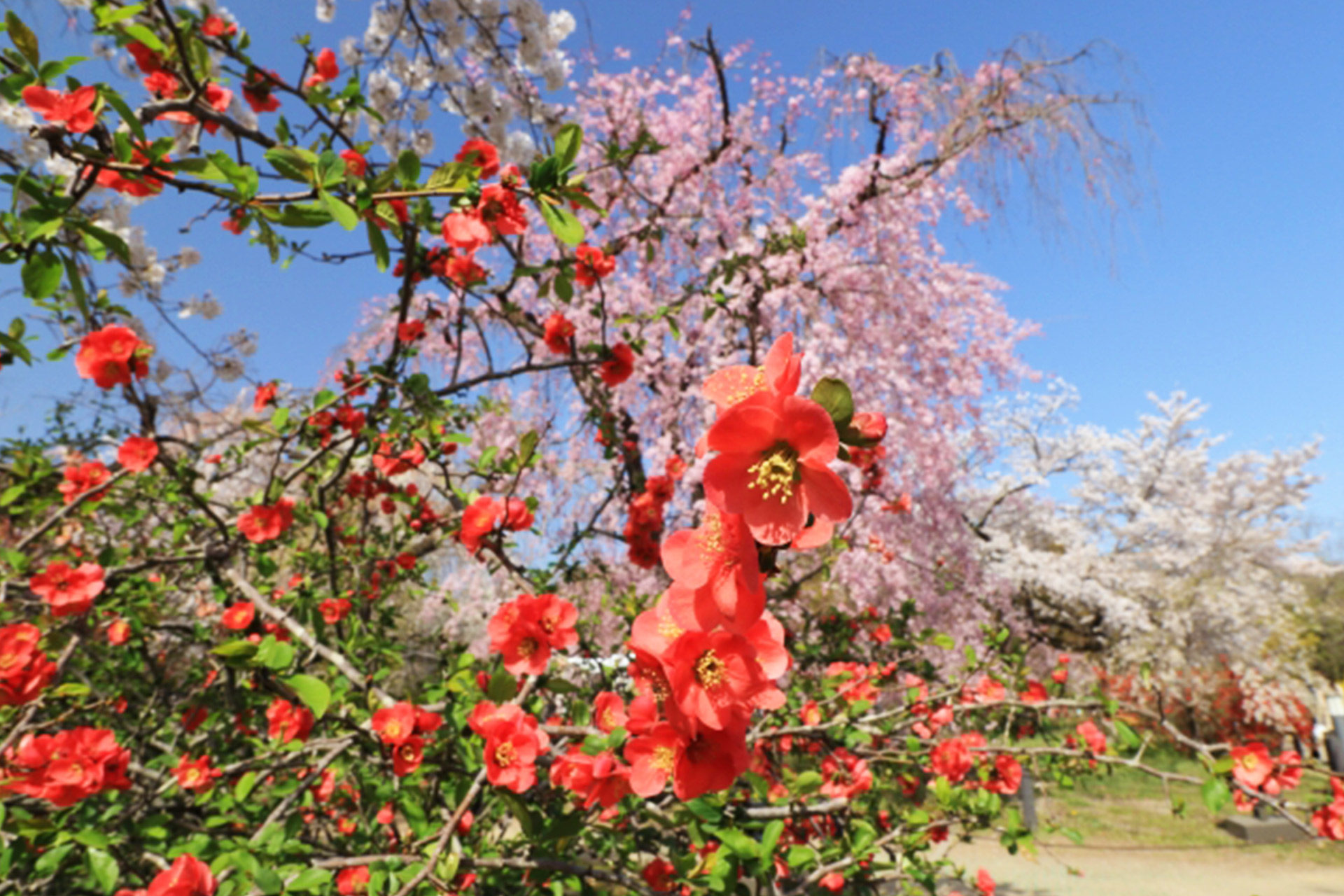 京都植物園2