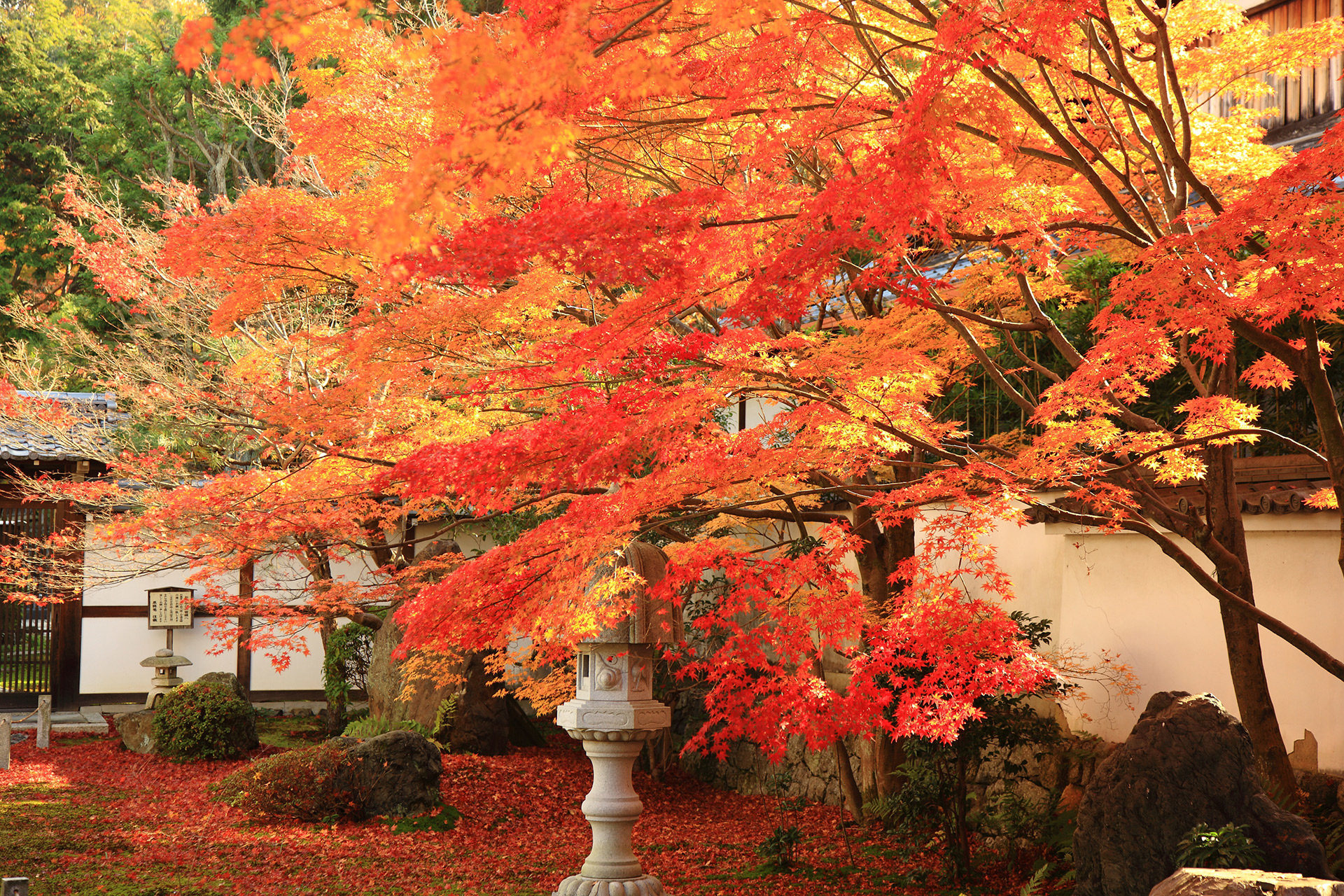 京都の紅葉