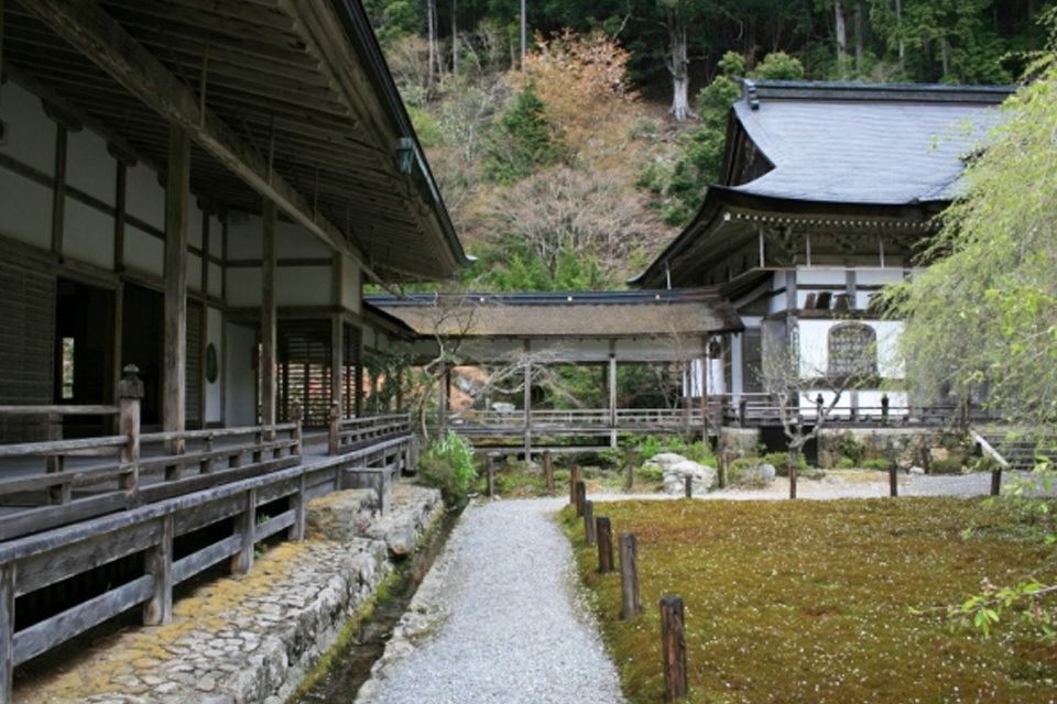 常照皇寺に桜の名木を見に行きませんか