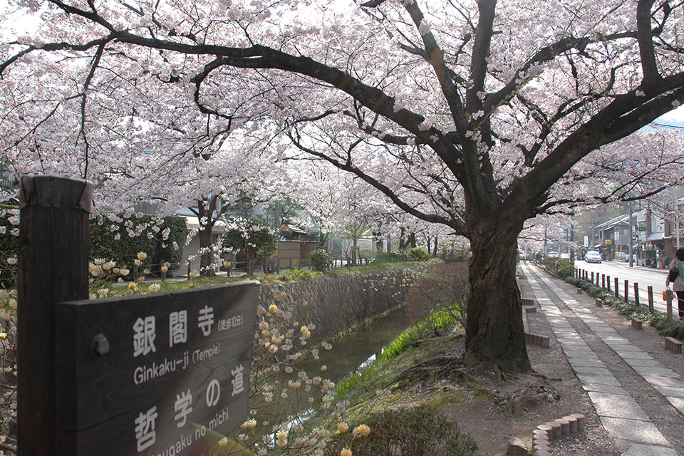 春の哲学の道