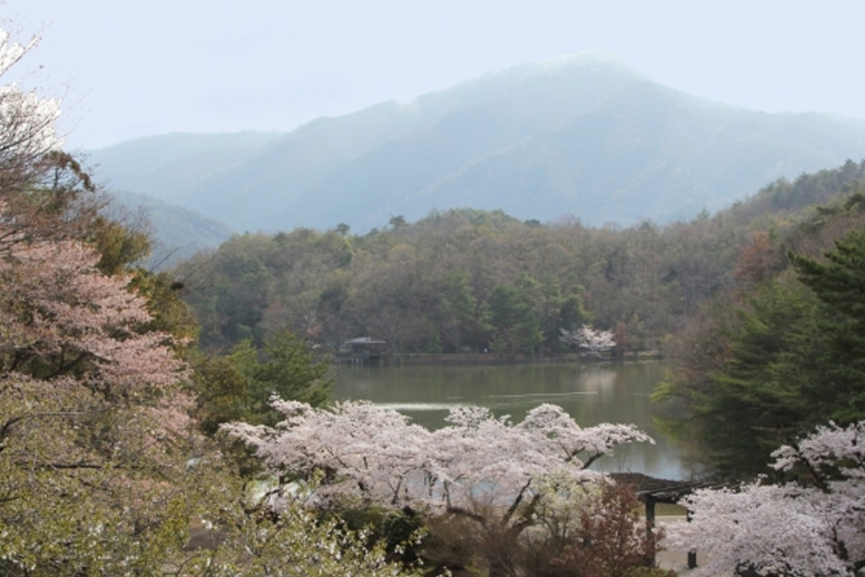 春の宝が池公園