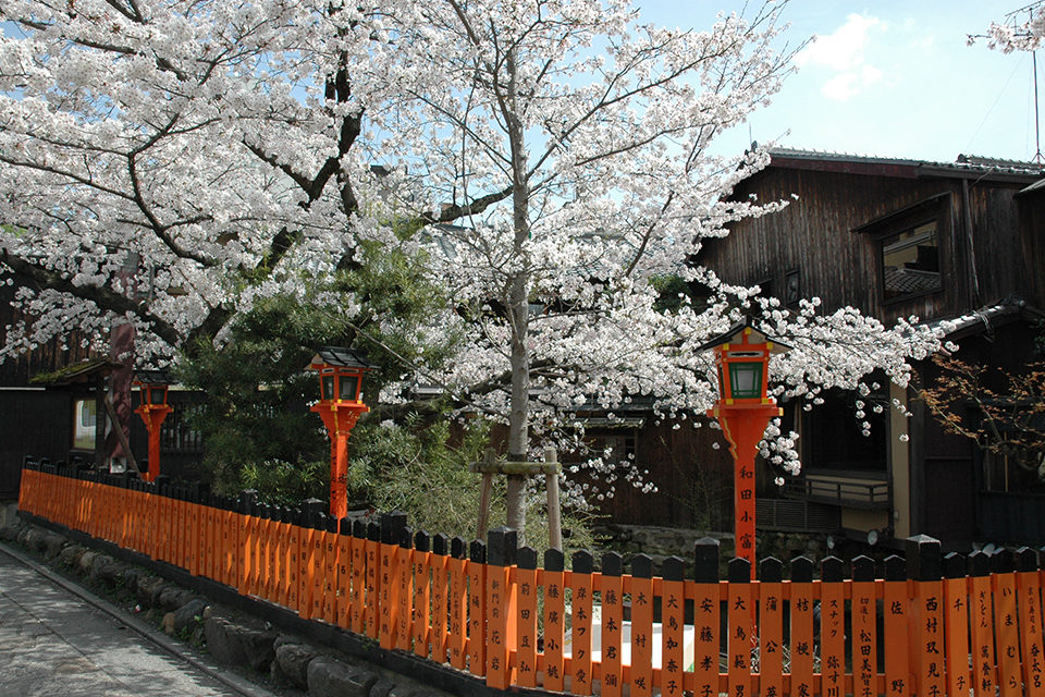祇園_白川南通_桜