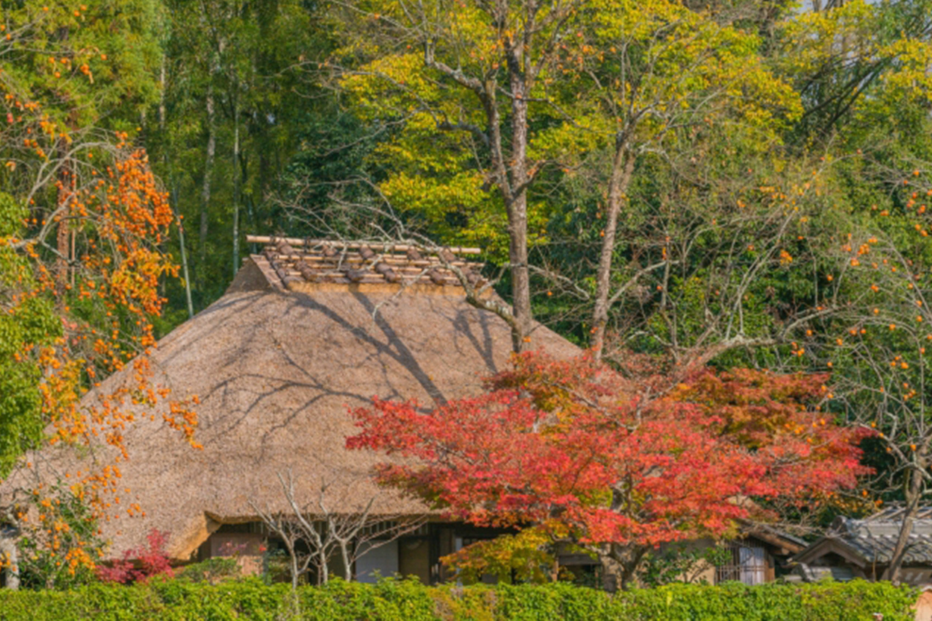 落柿舎の紅葉