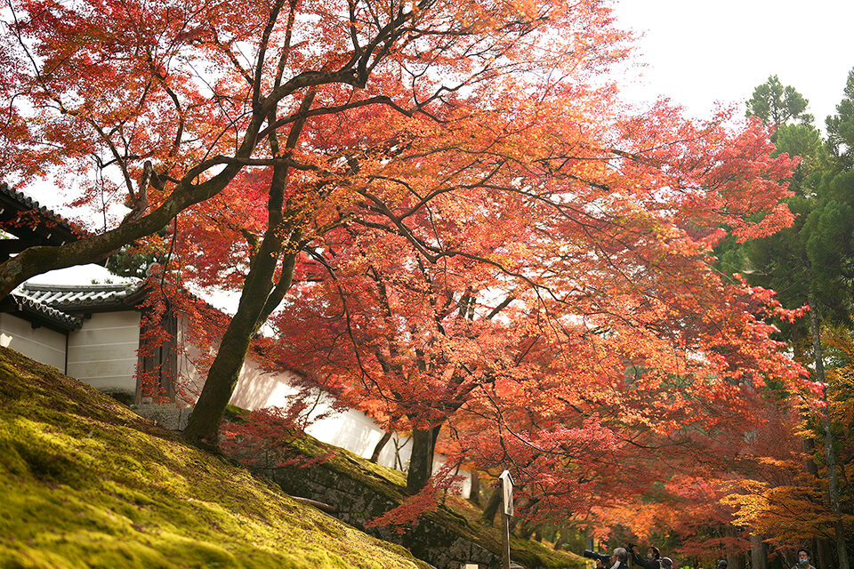 曼殊院 紅葉 京都
