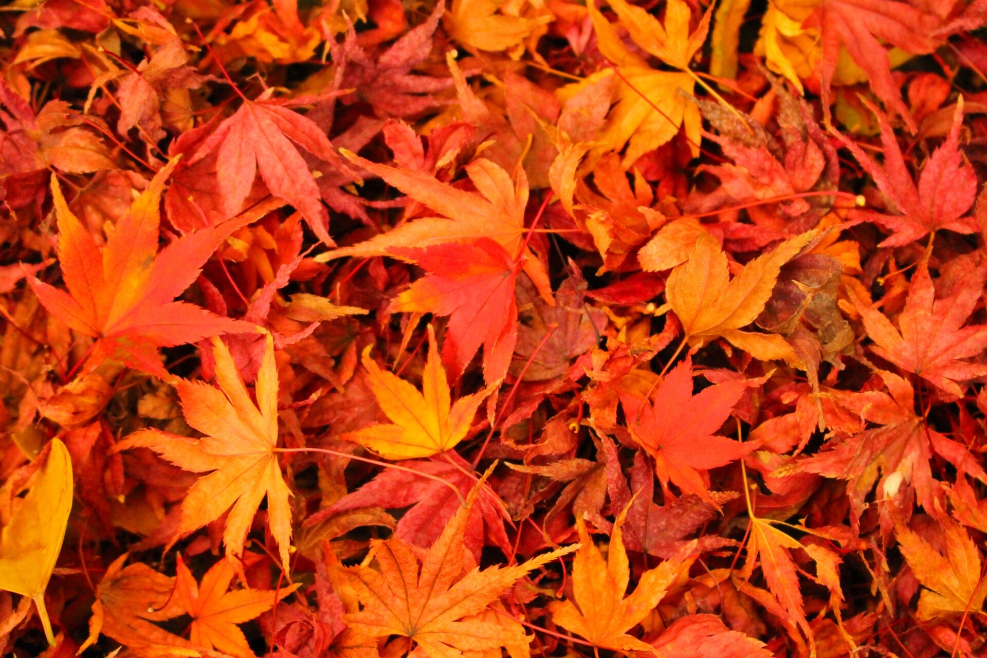 紅葉 絨毯