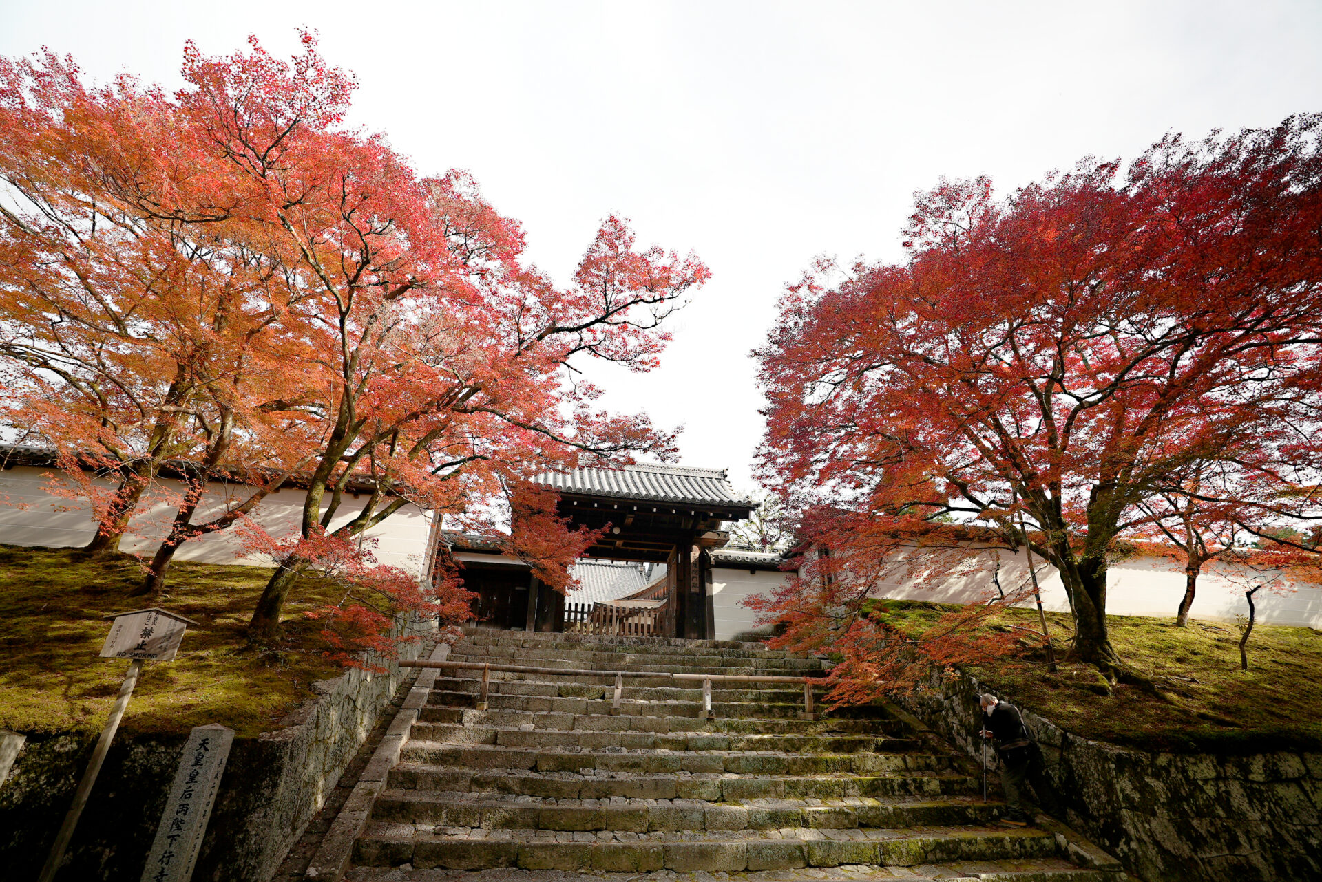 曼殊院 紅葉