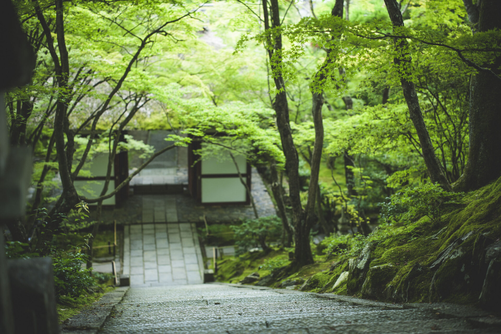 常寂光寺 青紅葉 京都
