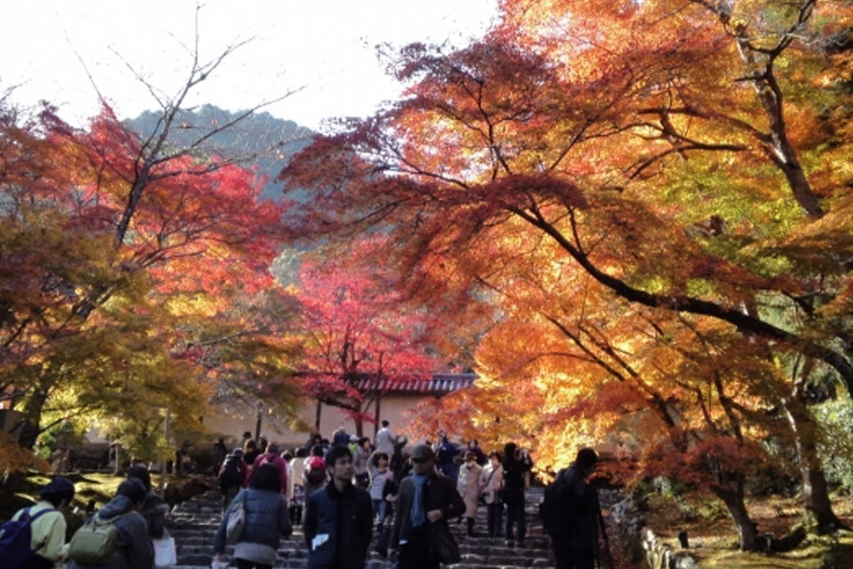 二尊院の紅葉
