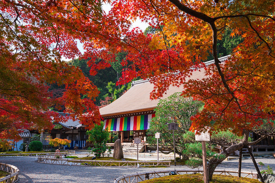 京都二尊院の紅葉