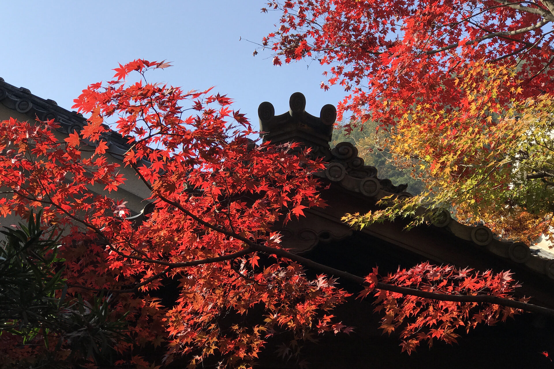 京都 圓光寺