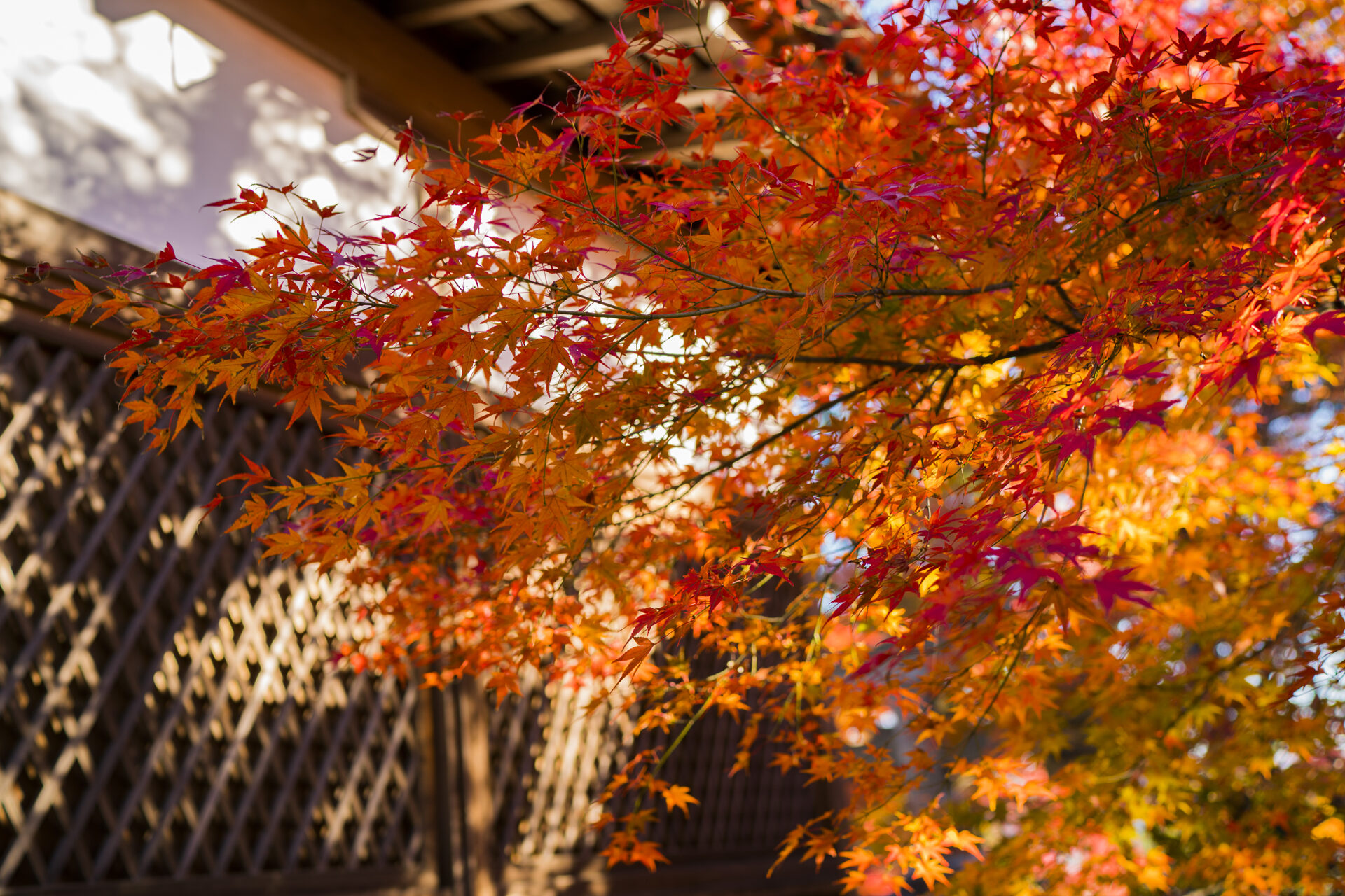 京都 常寂光寺