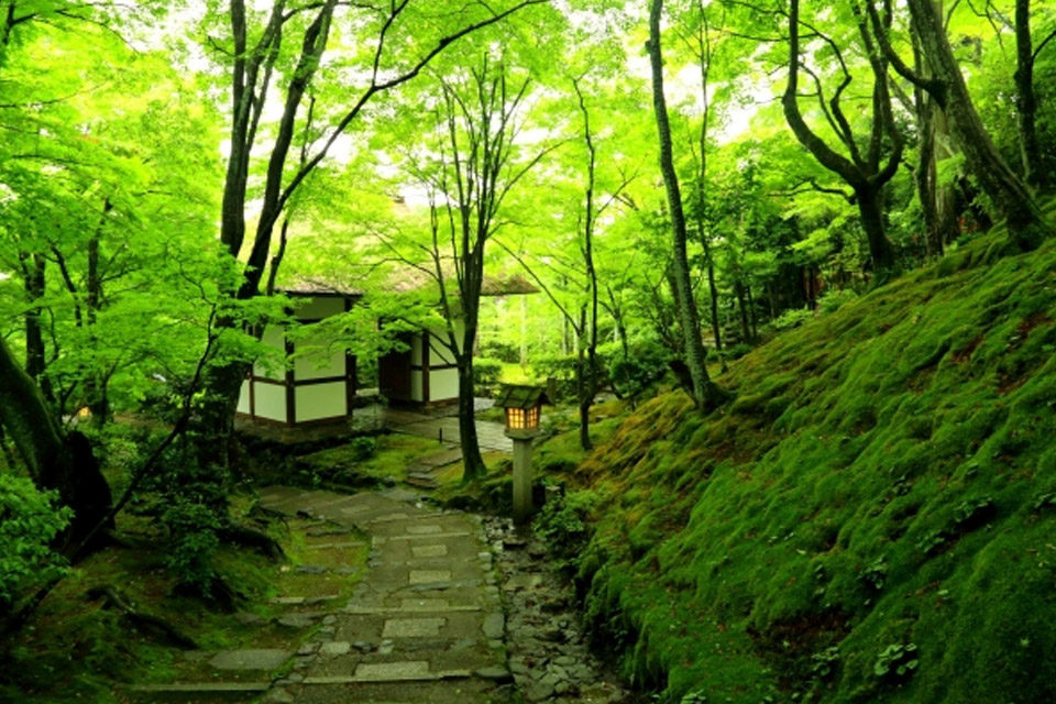 常寂光寺の青もみじ
