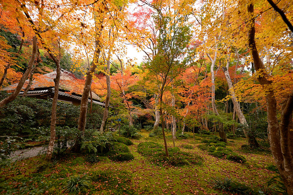 祇王寺 紅葉 京都