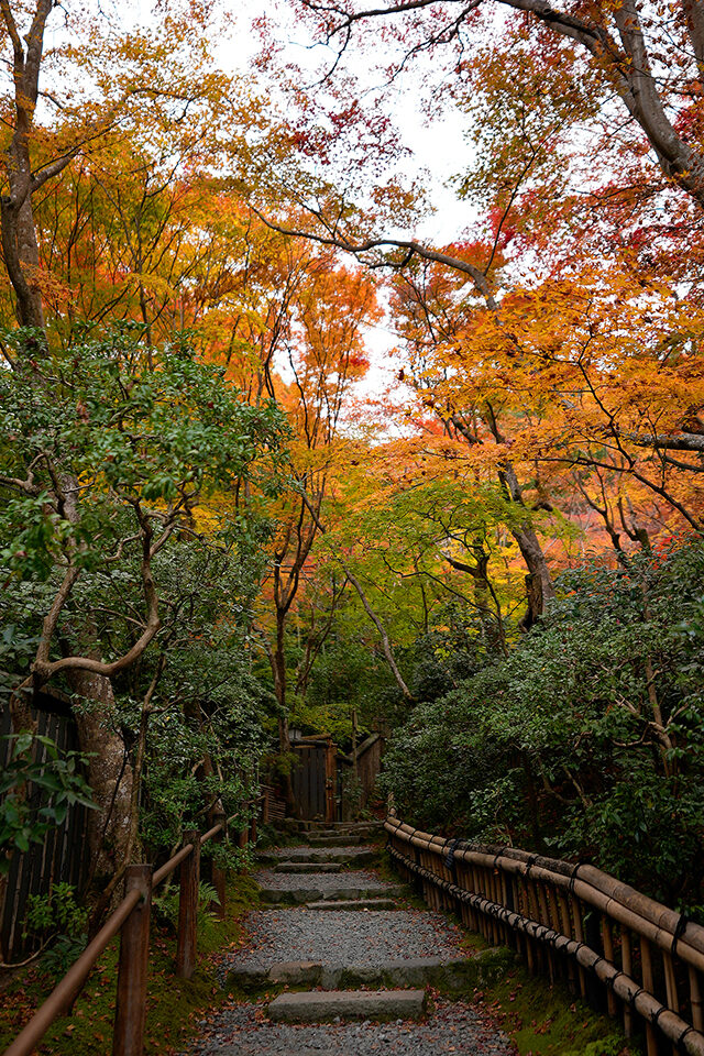 祇王寺 紅葉 京都