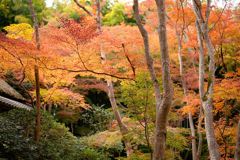 祇王寺 紅葉 京都