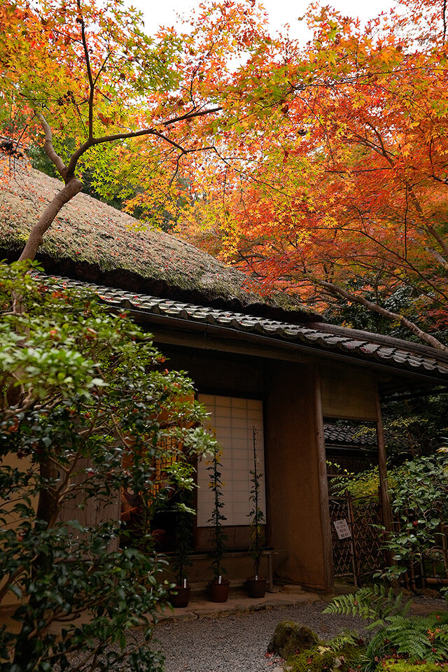 祇王寺 紅葉 京都