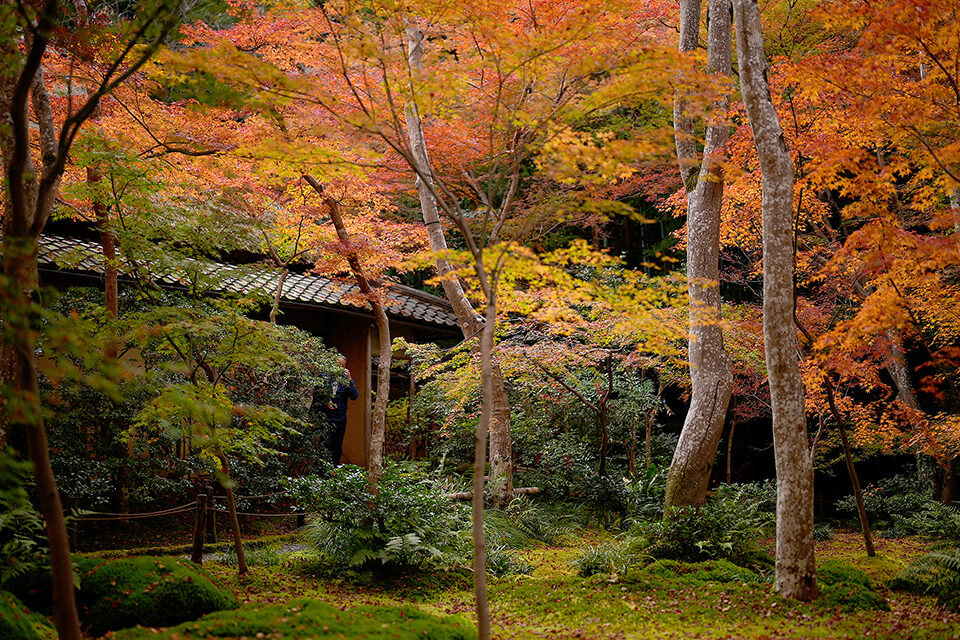 祇王寺 紅葉 京都