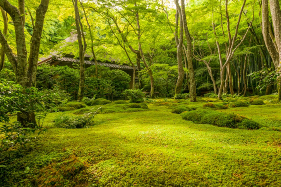 祇王寺