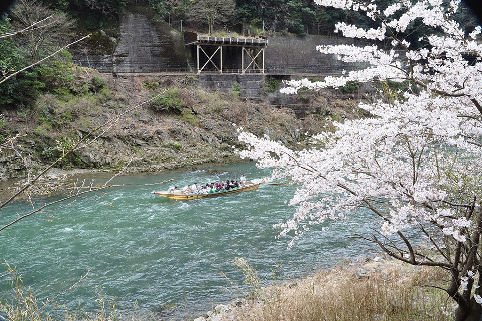 嵯峨野トロッコ列車_桜