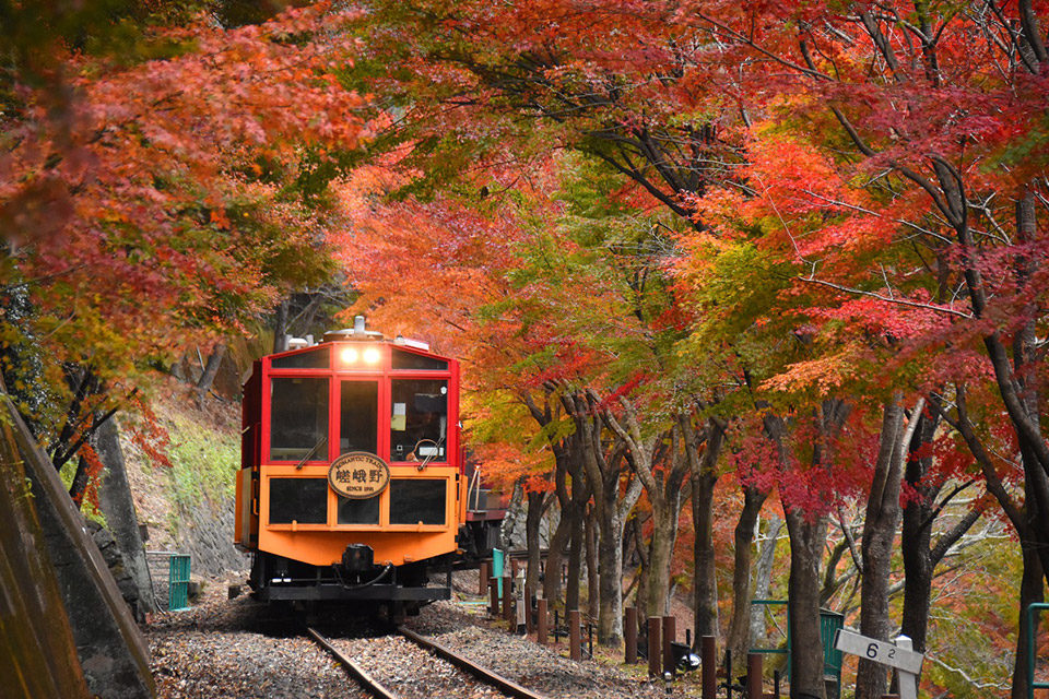 嵯峨野トロッコ列車_紅葉
