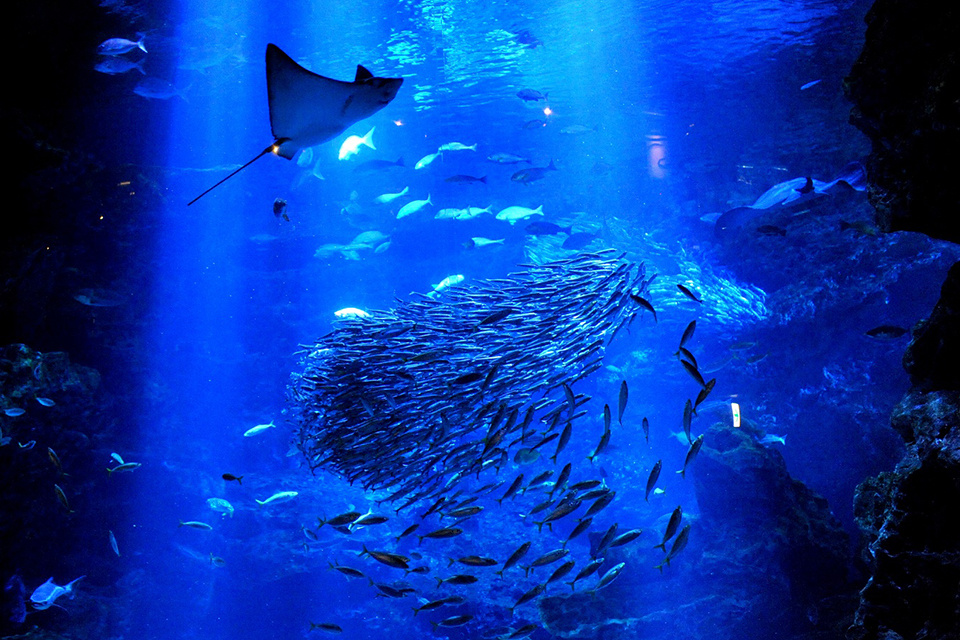 京都水族館の大水槽_京の海