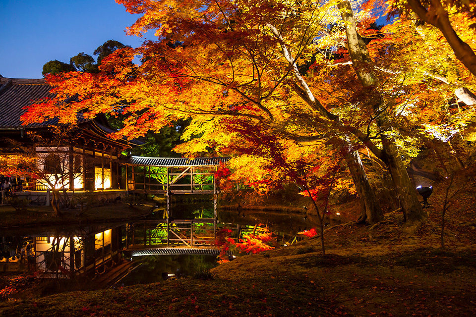 京都　高台寺　紅葉