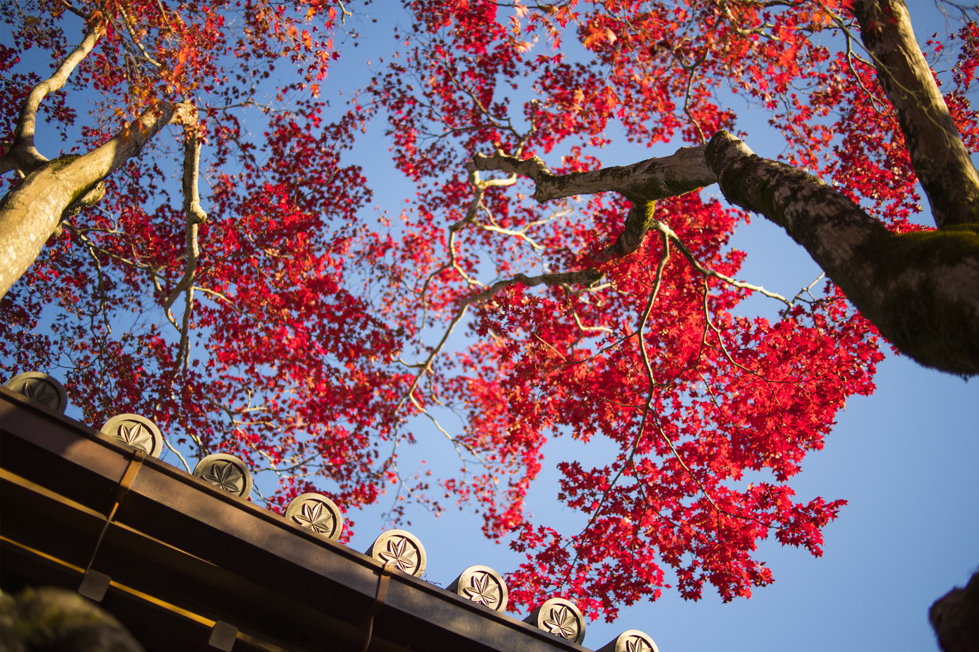 京都紅葉の朝