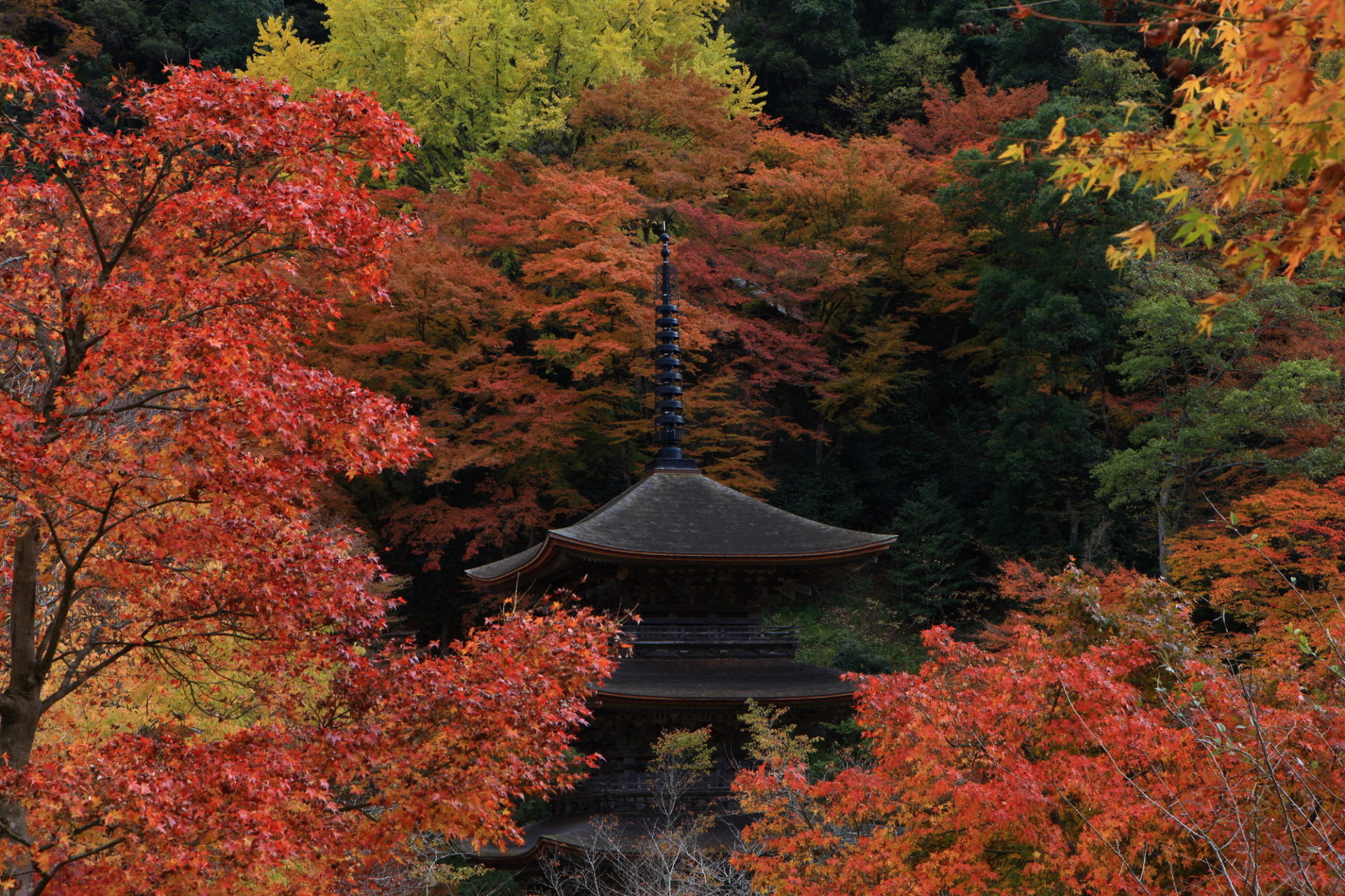 金剛院 紅葉