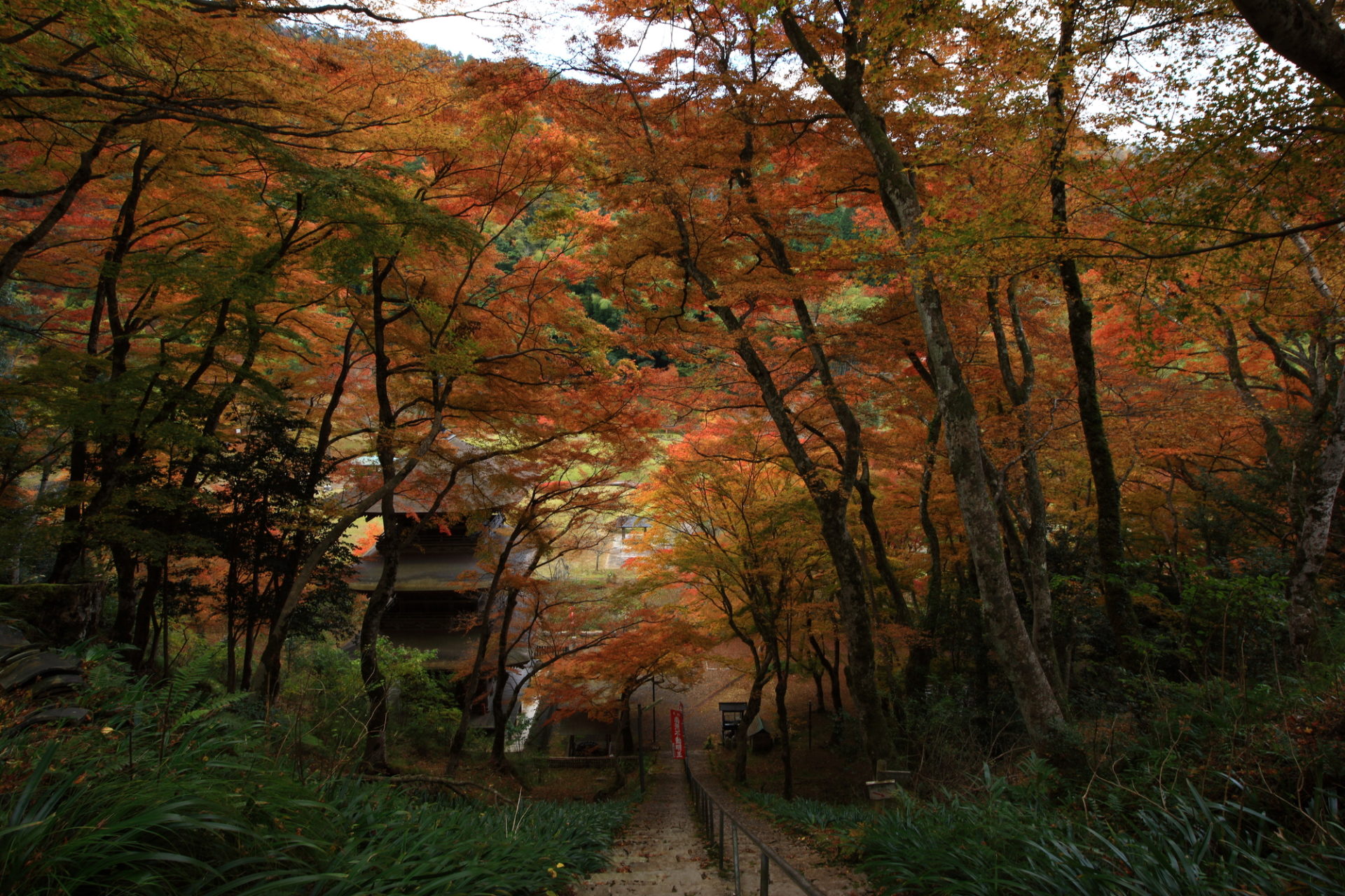 金剛院 紅葉
