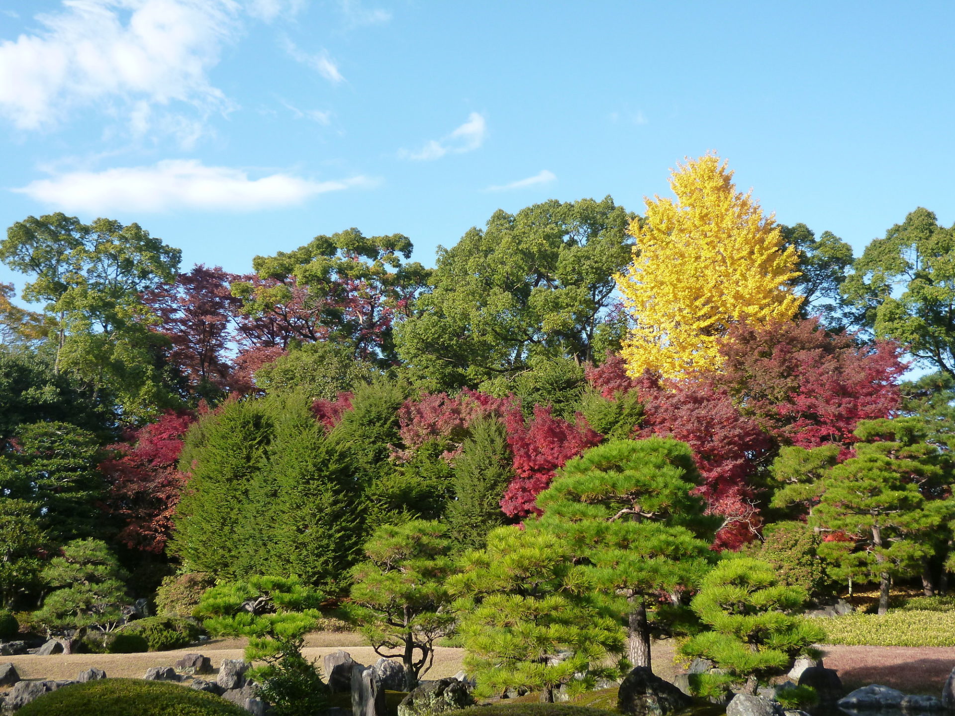 二条城 紅葉
