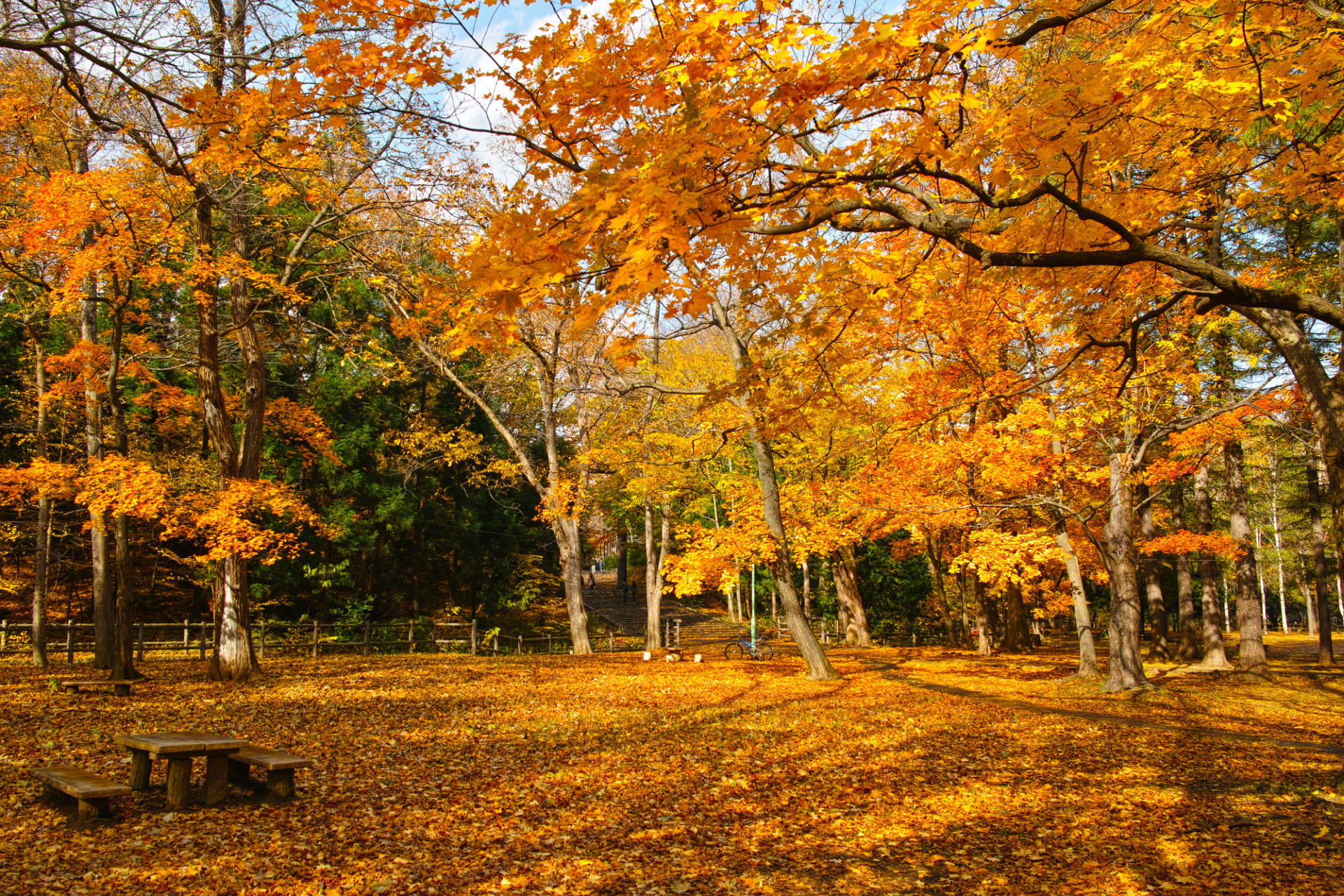 円山公園 紅葉