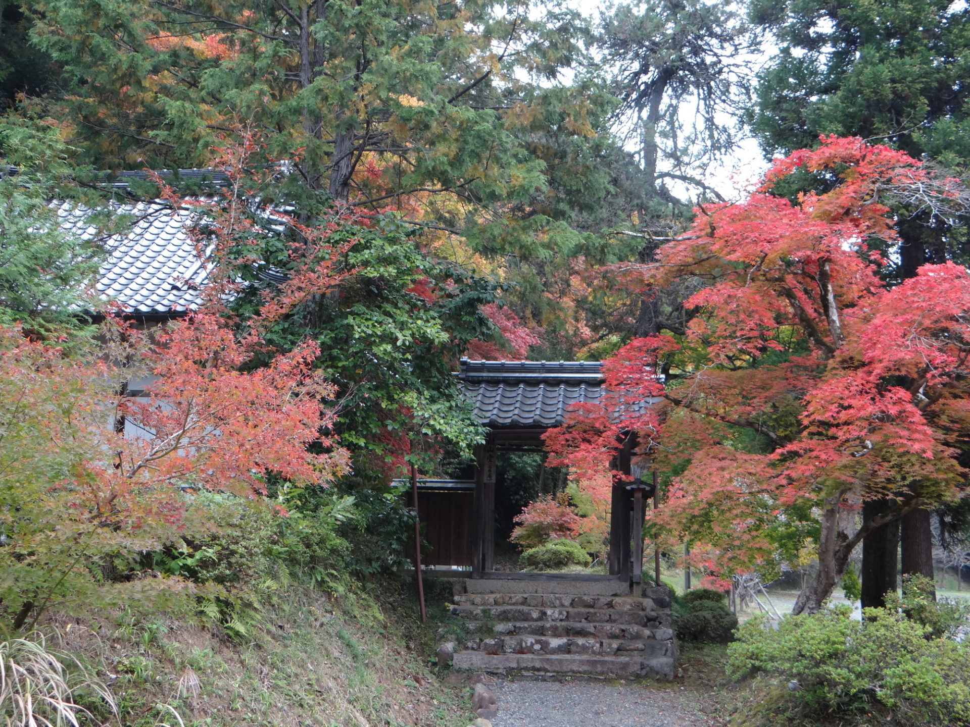 安国寺 紅葉