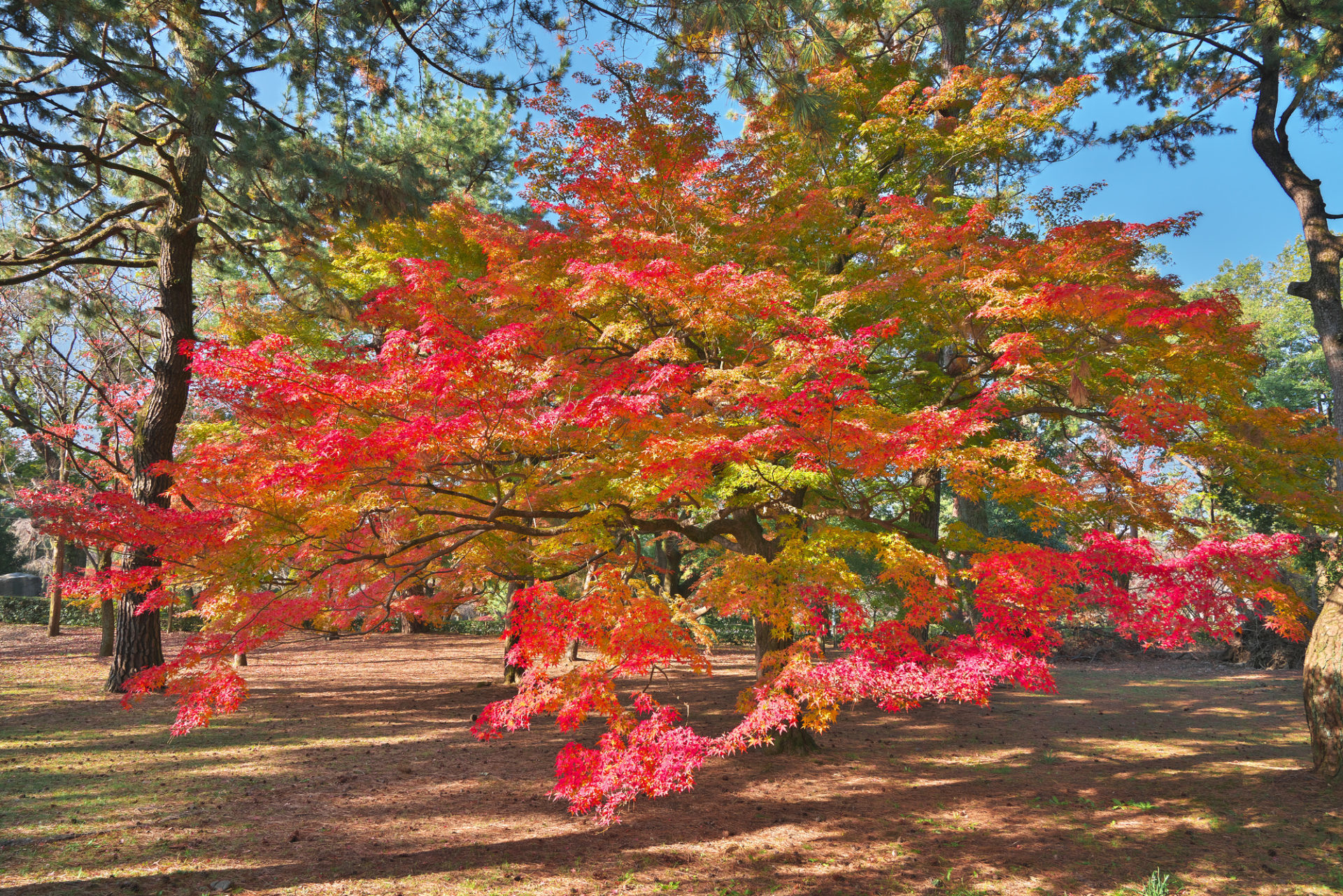 京都　紅葉　京都御所